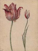 Georg Flegel Two Tulips oil